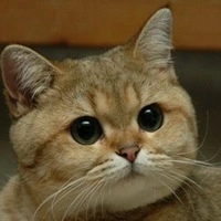 Cat with eyes shining bright